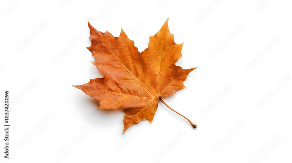 Autumn leaves on an isolated white background. Autumn leaves on an isolated white background.