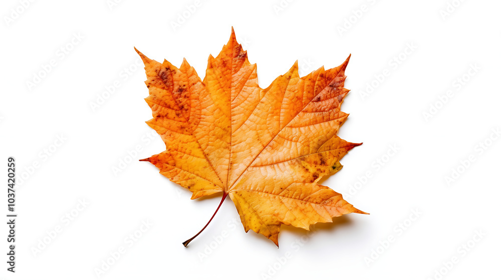 Autumn leaves on an isolated white background. Autumn leaves on an isolated white background.