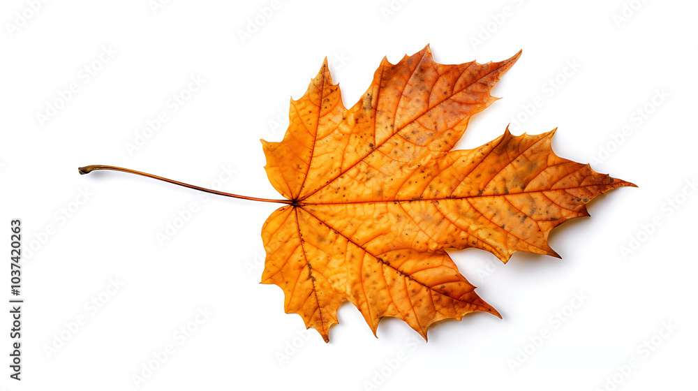 Fototapeta premium Autumn leaves on an isolated white background.