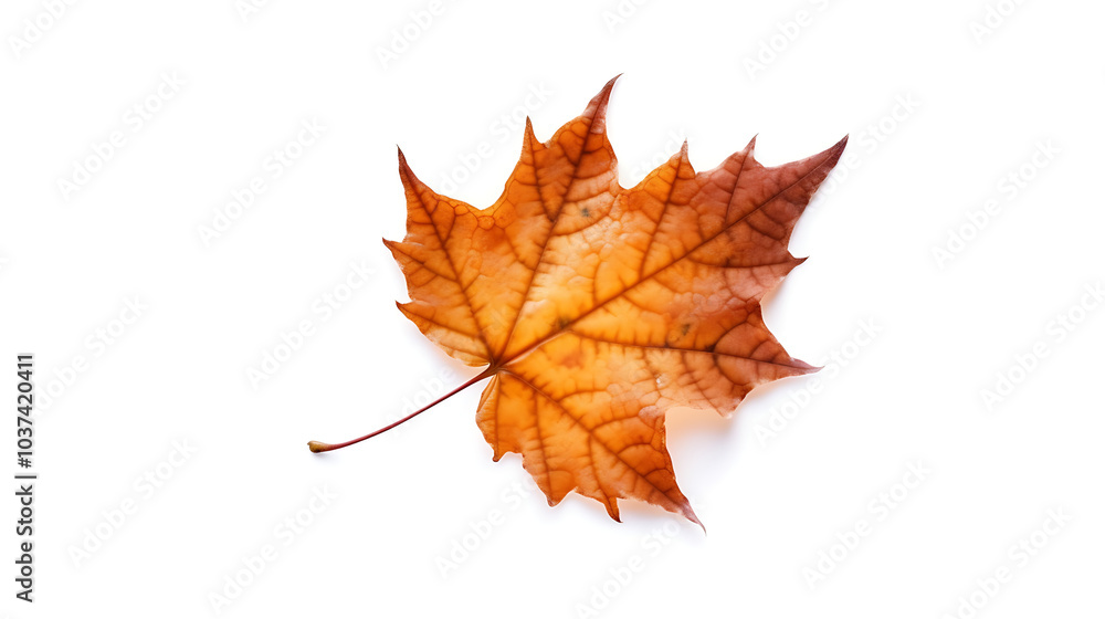 Autumn leaves on an isolated white background. Autumn leaves on an isolated white background.