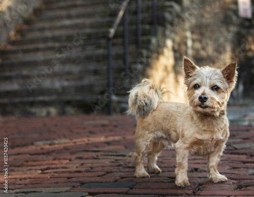 Norwich terrier in front of outdoor  steep stone staircase