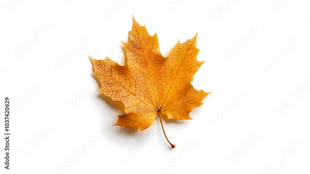 Autumn leaves on an isolated white background. Autumn leaves on an isolated white background.