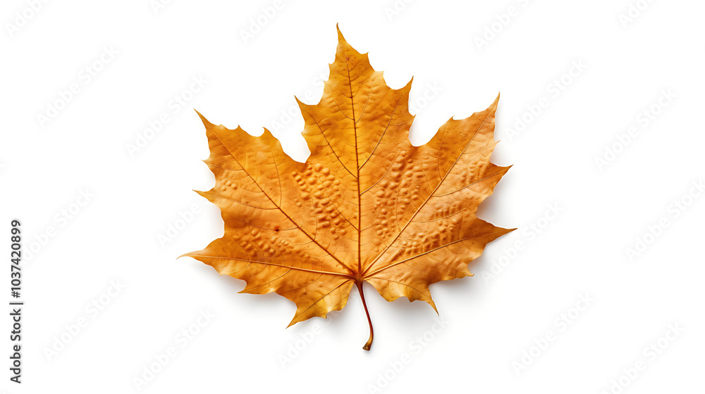 Autumn leaves on an isolated white background. Autumn leaves on an isolated white background.