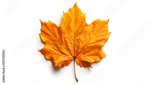 Autumn leaves on an isolated white background.