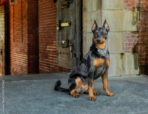 Beauceron at national historic site Ft. Pulaski photo