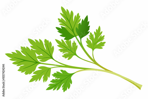 Parsley fresh herb isolated on a white background