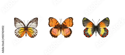 Watercolor colorful butterflies, isolated on white background. brown, yellow and red butterfly spring