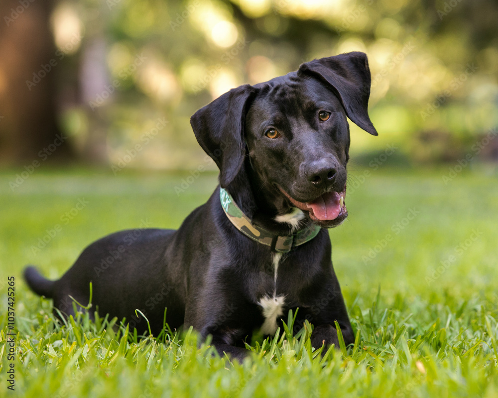 Lab mix laying in grass Lab mix laying in grass