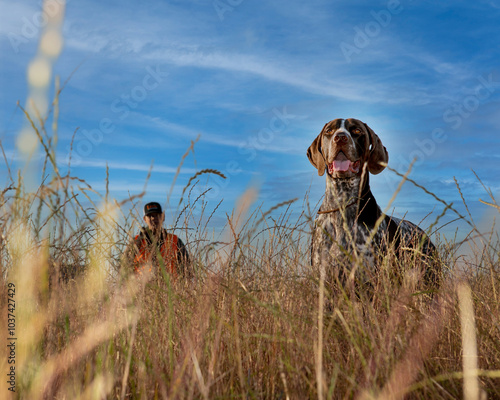 German Shorthaired Pointer hunting
