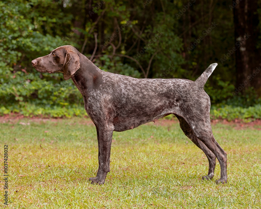German Shorthaired Pointer stacked German Shorthaired Pointer stacked