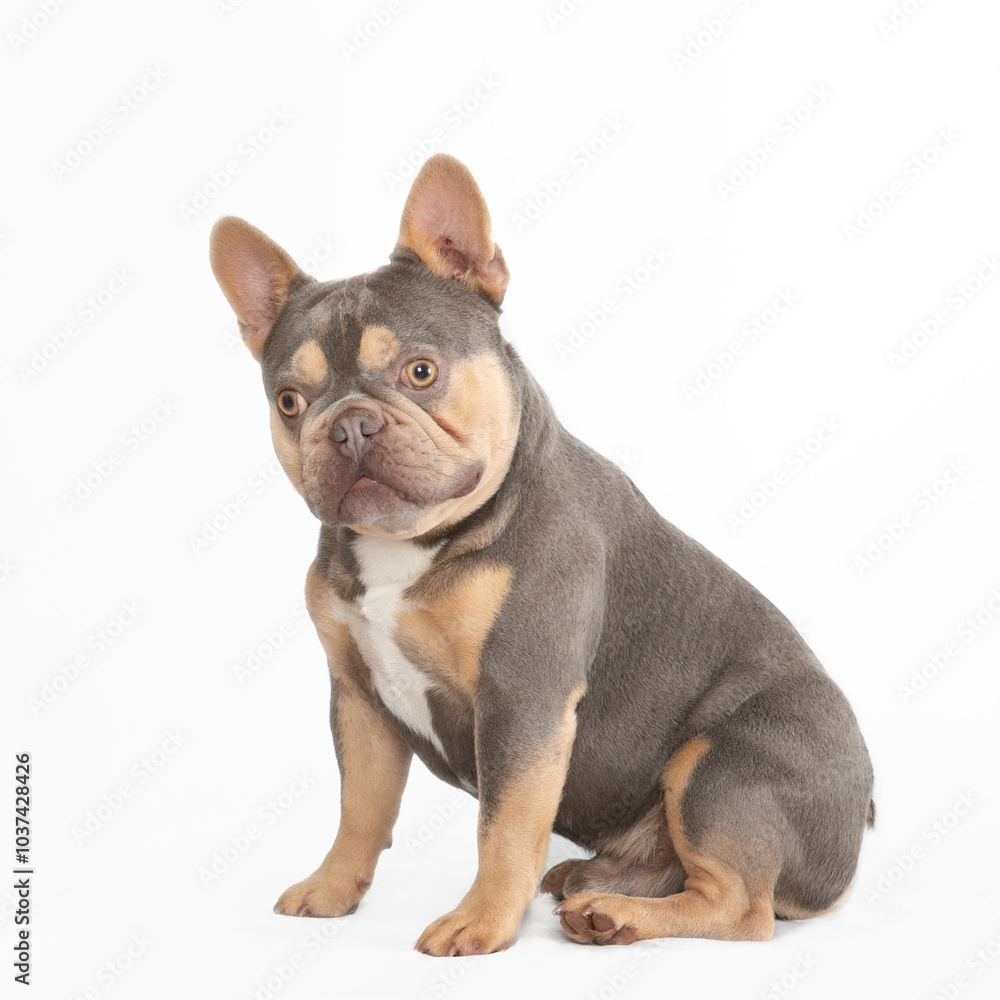 lilac french bulldog sitting with a head tilt lilac french bulldog sitting with a head tilt