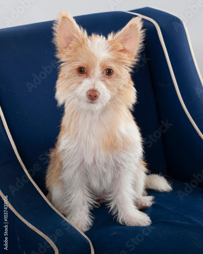Portuguese Podengo Pequeno in blue chair