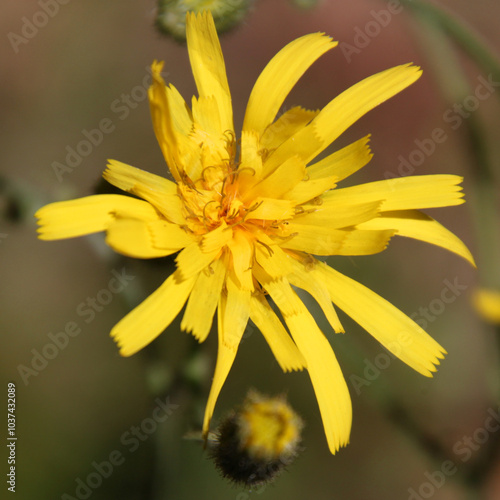 Wall hawkweed ( Hieracium murorum ) blossom close-up with yellow ray florets in bloom photo