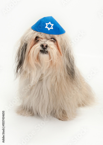 Shih Tzu wearing jewish yarmulke