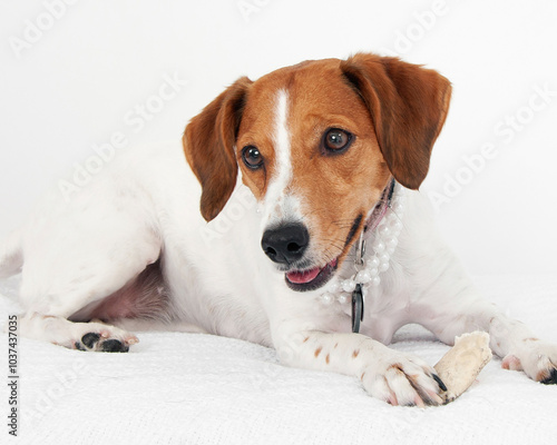 Beagle laying down with head up on high key white background