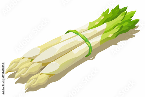 Green asparagus spears and stalks vegetable vector set