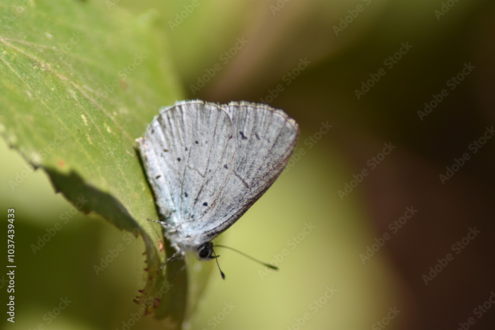 Obraz premium Holly blue butterfly (Celastrina Argiolus 