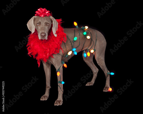 Weimaraner wrapped in multi color christmas lights