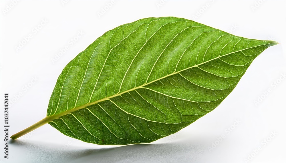 Fototapeta premium leaf close up