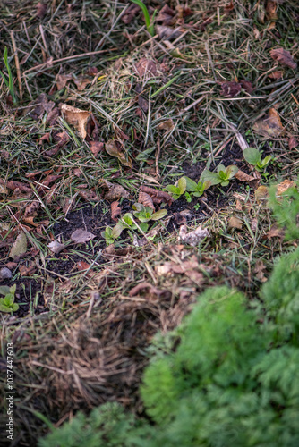 Garten im Herbst, Beet mulchen mit Grasschnitt,