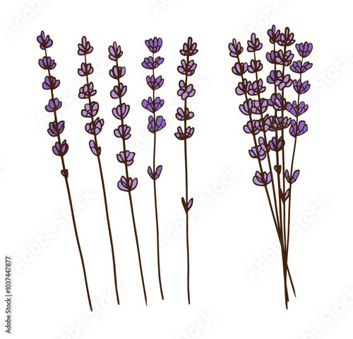hand-drawn bouquet of lavender flowers and elegant leaves, showcasing rustic greenery. Perfect for weddings, posters, cookbooks, cosmetics, and invitations.