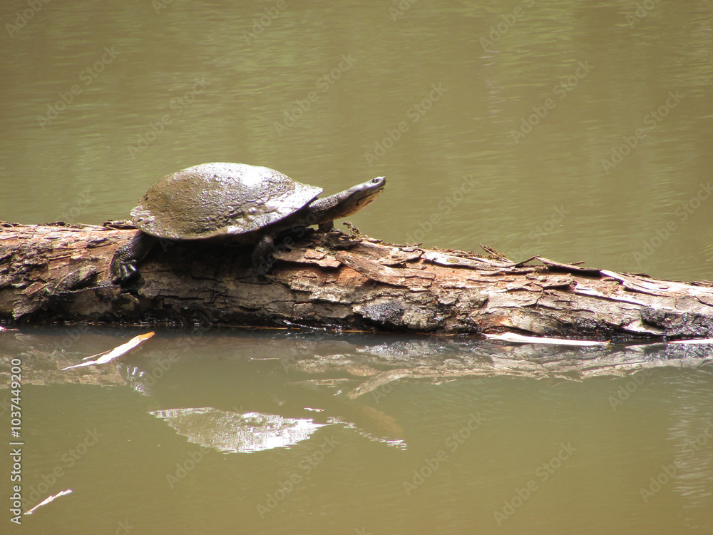 A chinstrap turtle on a fallen tree trunk in the middle of a pond A chinstrap turtle on a fallen tree trunk in the middle of a pond