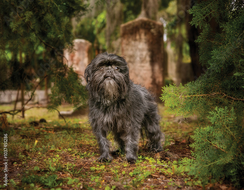Black Affenpinscher standing in cemetery