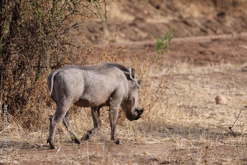 Close-up image of a warthog, also known as 'Pumba' in Swahili, roaming the open savannah of Tanzania. The photo captures the distinctive features of this wild animal, including its upward-curved tusks Close-up image of a warthog, also known as 'Pumba' in Swahili, roaming the open savannah of Tanzania. The photo captures the distinctive features of this wild animal, including its upward-curved tusks