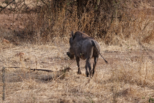 Close-up image of a warthog, also known as 'Pumba' in Swahili, roaming the open savannah of Tanzania. The photo captures the distinctive features of this wild animal, including its upward-curved tusks