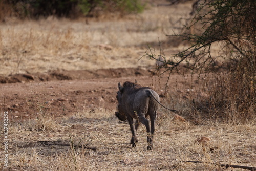 Close-up image of a warthog, also known as 'Pumba' in Swahili, roaming the open savannah of Tanzania. The photo captures the distinctive features of this wild animal, including its upward-curved tusks