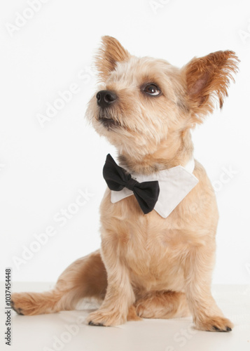 Norwich Terrier wearing bowtie