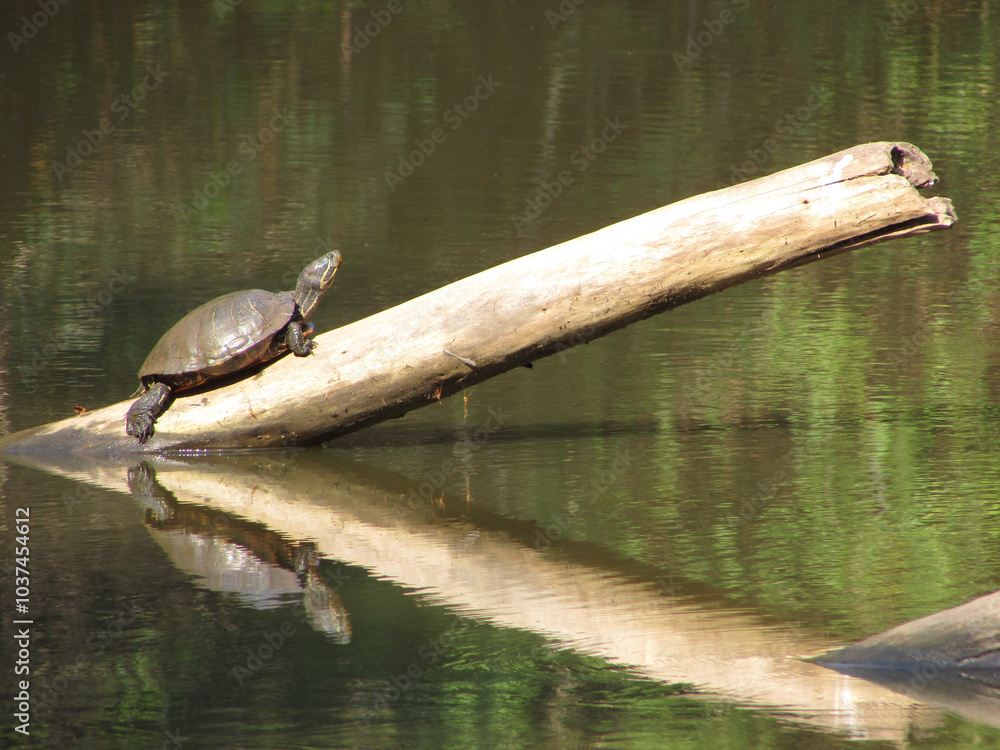 Obraz premium A turtle on a fallen tree trunk in the middle of a pond