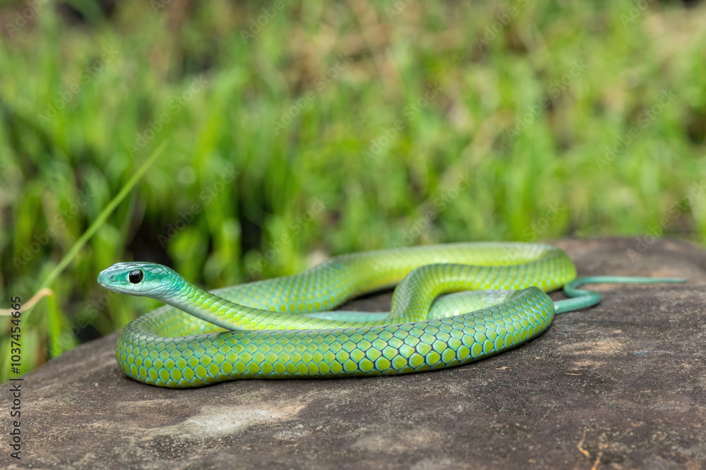 A beautiful Western Natal Green Snake (Philothamnus occidentalis) on a large rock in the wild A beautiful Western Natal Green Snake (Philothamnus occidentalis) on a large rock in the wild