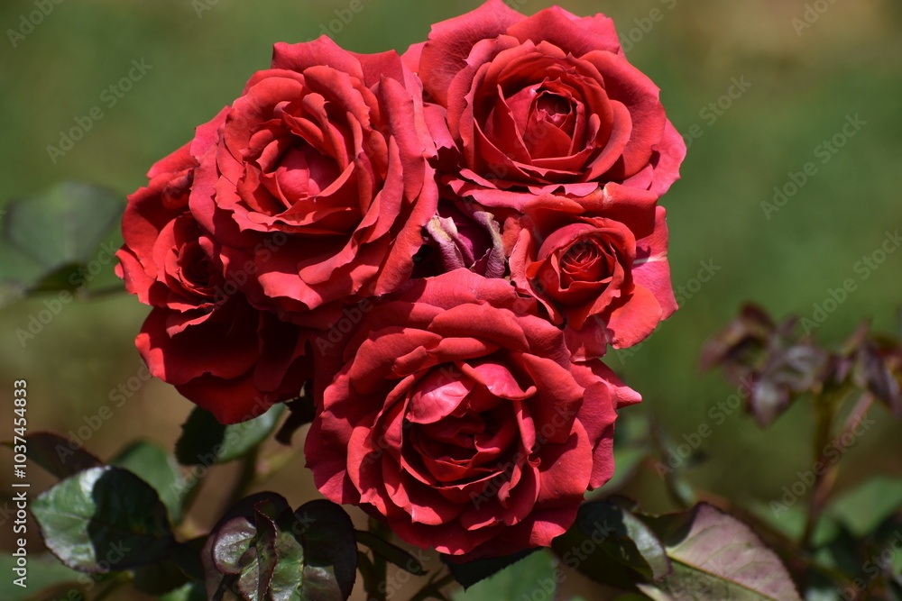 A vibrant bunch of roses, their delicate petals in full bloom, showcases a mix of rich colours and soft textures. The lush, fresh flowers exude elegance and romance. A vibrant bunch of roses, their delicate petals in full bloom, showcases a mix of rich colours and soft textures. The lush, fresh flowers exude elegance and romance.