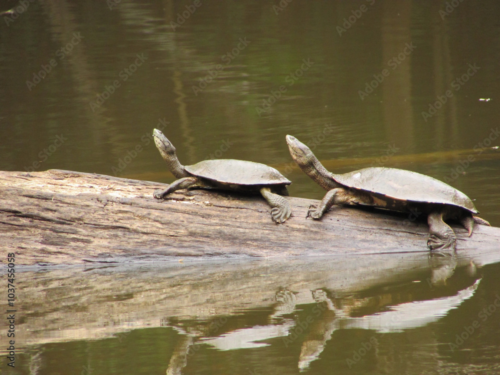 Fototapeta premium Two turtles on top of a fallen tree trunk in a pond