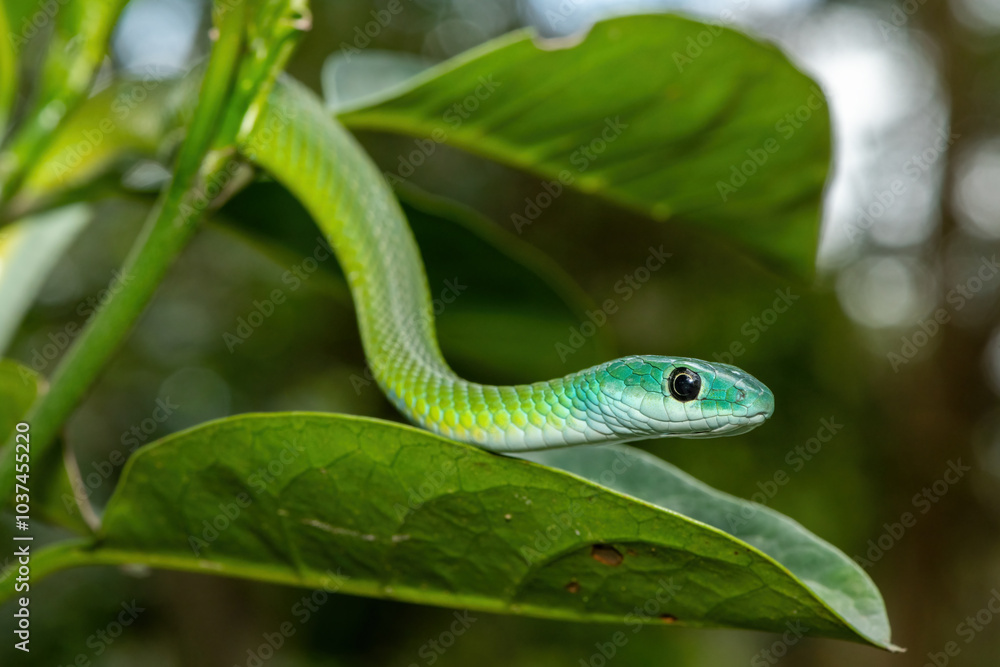 Close-up of a beautiful Western Natal Green Snake (Philothamnus occidentalis) in a tree Close-up of a beautiful Western Natal Green Snake (Philothamnus occidentalis) in a tree