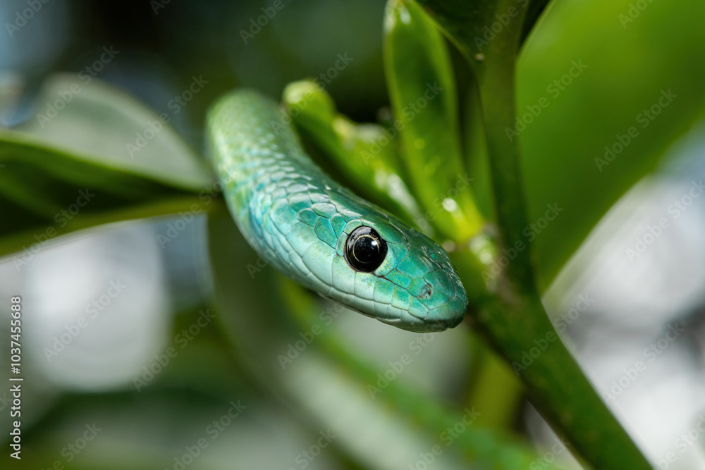 Obraz premium Close-up of a beautiful Western Natal Green Snake (Philothamnus occidentalis) in a tree
