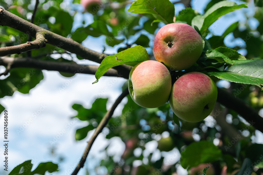 Close-up of a cluster of apples hanging from a tree branch. The apples are a mix of red and green, indicating they're ripening well. The surrounding leaves are vibrant. Close-up of a cluster of apples hanging from a tree branch. The apples are a mix of red and green, indicating they're ripening well. The surrounding leaves are vibrant.