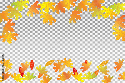 Autumn foliage. Red, yellow, orange and brown oak. On a transparent background.