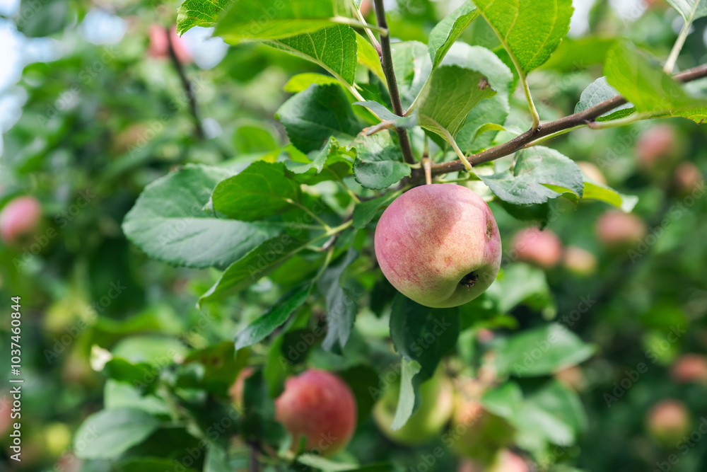 Close-up of a cluster of apples hanging from a tree branch. The apples are a mix of red and green, indicating they're ripening well. The surrounding leaves are vibrant. Close-up of a cluster of apples hanging from a tree branch. The apples are a mix of red and green, indicating they're ripening well. The surrounding leaves are vibrant.