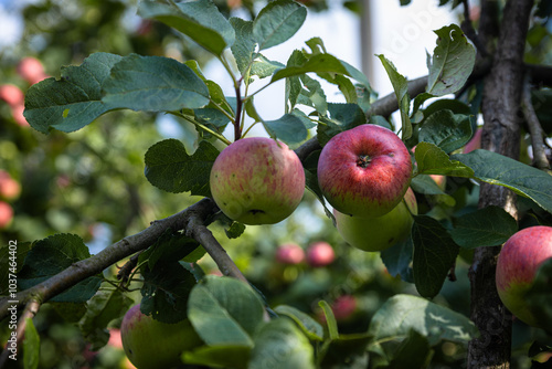 Close-up of a cluster of apples hanging from a tree branch. The apples are a mix of red and green, indicating they're ripening well. The surrounding leaves are vibrant. photo