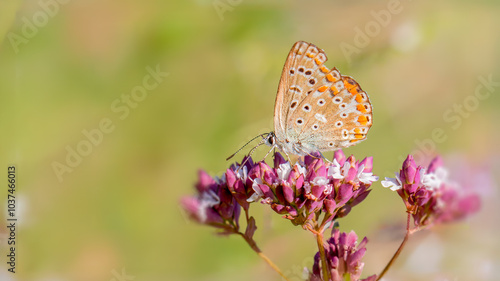 Schilderij op canvas Chapman's blue - Polyommatus thersites