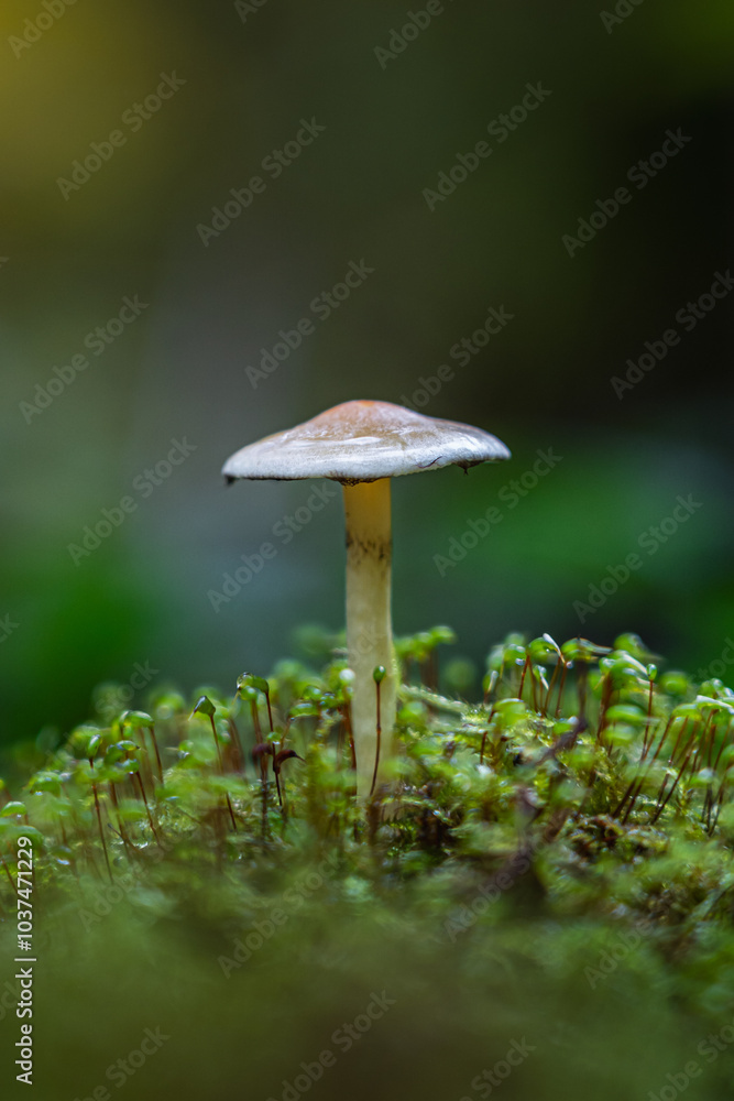 Unberührte Pilze, ideal für Themen aus den Bereichen Natur, Naturschutz und wissenschaftliche Beobachtung. Perfekt für Hintergrund oder Kalender Unberührte Pilze, ideal für Themen aus den Bereichen Natur, Naturschutz und wissenschaftliche Beobachtung. Perfekt für Hintergrund oder Kalender