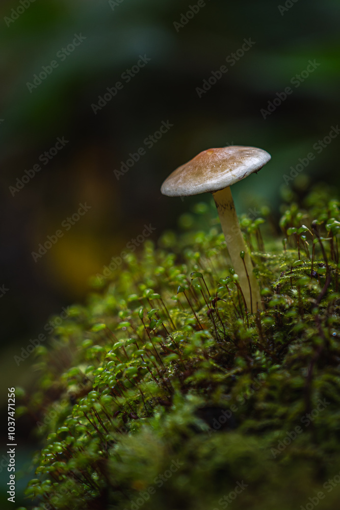 Unberührte Pilze, ideal für Themen aus den Bereichen Natur, Naturschutz und wissenschaftliche Beobachtung. Perfekt für Hintergrund oder Kalender Unberührte Pilze, ideal für Themen aus den Bereichen Natur, Naturschutz und wissenschaftliche Beobachtung. Perfekt für Hintergrund oder Kalender