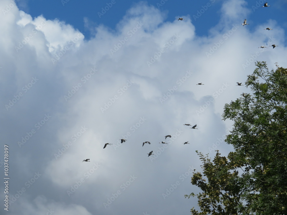beautiful storks flying in group disoriented aimless group beautiful storks flying in group disoriented aimless group