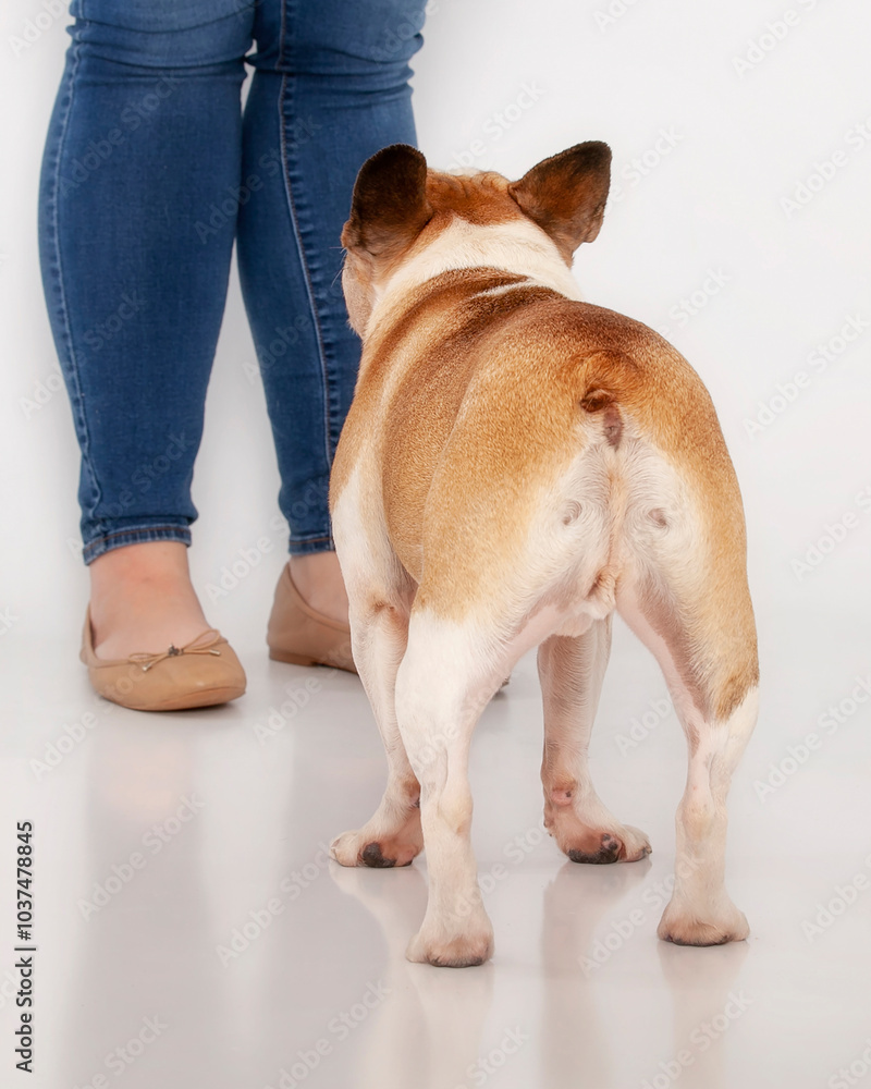 French Bulldog at human's feet on high key isolated white background French Bulldog at human's feet on high key isolated white background
