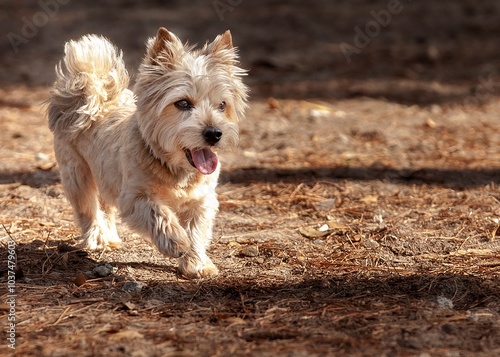 Norwich terrier playing in dog park