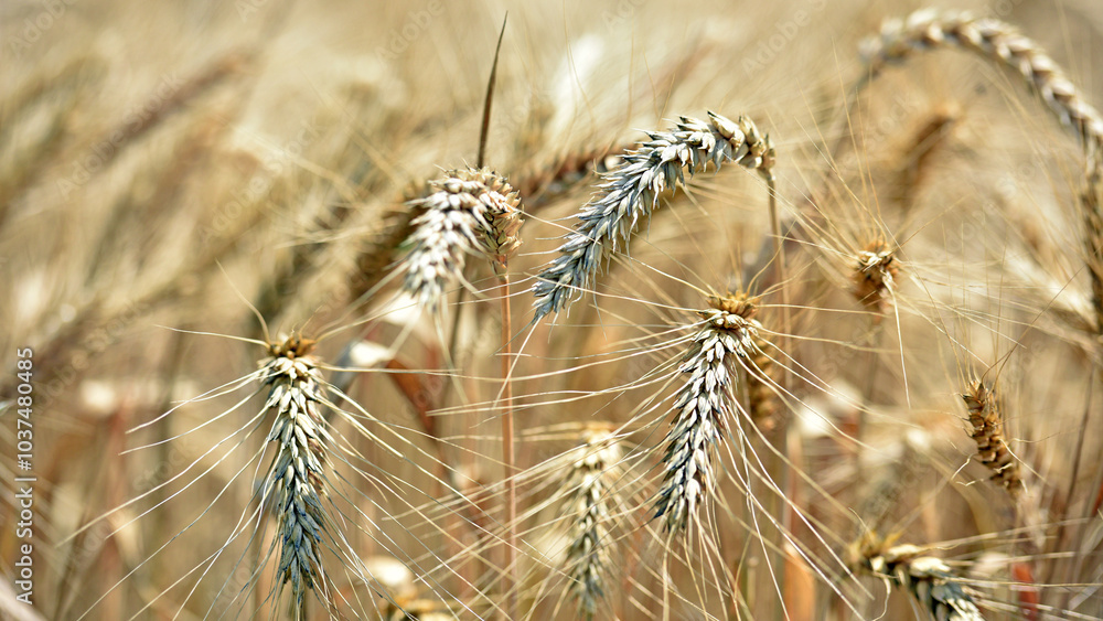 Fototapeta premium The concept of a rich harvest. Wheat field with ears of golden wheat. Beautiful agricultural fields sunset landscape. Ripe ears rural nature scenery background. close-up, selective focus
