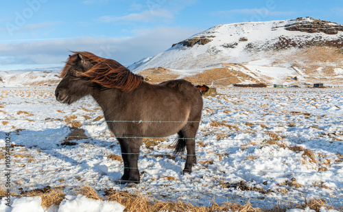 Brown Icelandic horse standing in a meadow during winter time. Some snow on the grass. Beautiful horse in Iceland. Snowy mountains in the background. Amazing nature in Iceland, europe. photo