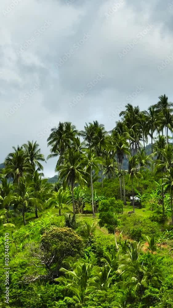 Aerial view of palm plantations on hillsides in the tropics. Negros, Philippines Aerial view of palm plantations on hillsides in the tropics. Negros, Philippines